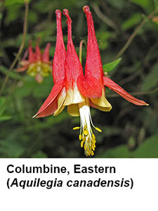 Eastern Columbine (Aquilegia canadensis)