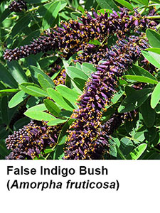 False Indigo Bush (Amorpha fruticosa)
