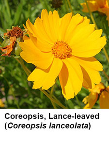 Lance-leaf Coreopsis (Coreopsis lanceolata)
