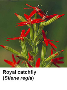 Royal Catchfly (Silene regia)