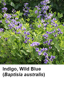 Wild Blue Indigo (Baptisia australis)