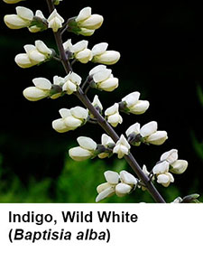 Wild White Indigo (Baptisia alba)
