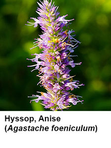 Anise Hyssop (Agastache foeniculum)