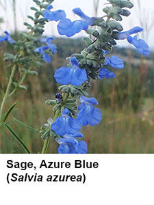 Azure Blue Sage (Salvia azurea)