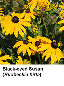 Black-eyed Susan (Rudbeckia hirta)