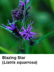 Blazing Star (Liatris squarrosa)