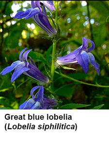 Great Blue Lobelia (Lobelia siphilitica)