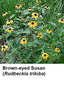 Brown-eyed Susan (Rudbeckia triloba)