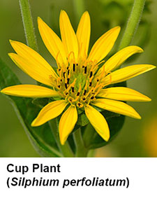 Cup Plant (Silphium perfoliatum)