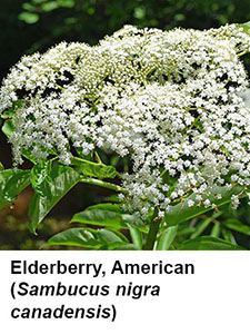 American Elderberry (Sambucus nigra canadensis)