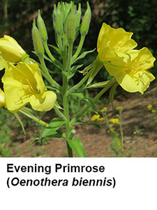 Evening Primrose (Oenothera biennis)