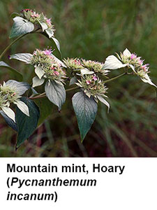 Hoary Mountain Mint (Pycanthemum incanum)