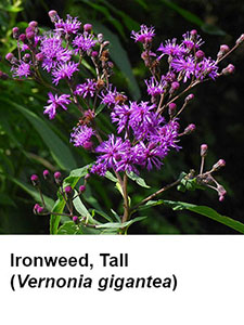 Tall Ironweed (Veronia gigantea)
