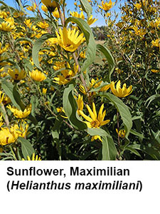 Maximilian Sunflower (Helianthus maximiliani)