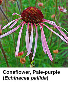 Pale-purple Coneflower (Echinacea pallida)