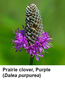 Purple Prairie Clover (Dalea purpurea)