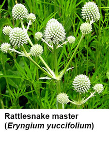 Rattlesnake Master (Eryngium yuccifolium)