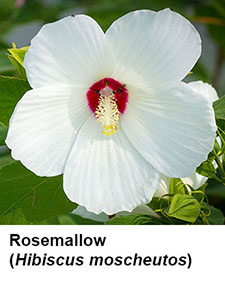 Rosemallow (Hibiscus moscheutos)