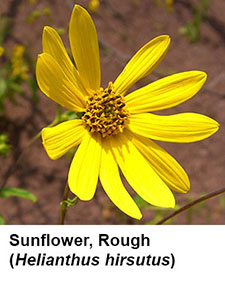 Rough Sunflower (Helianthus hirsutus)