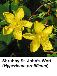 Shrubby St. John's Wort (Hypericum prolificum)