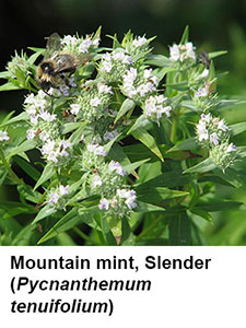 Slender Mountain Mint (Pycanthemum tenuifolium)