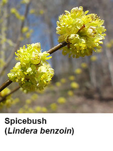 Spicebush (Lindera benzoin)