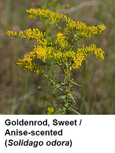 Sweet / Anise-scented Goldenrod (Solidago odora)