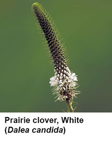 White Prairie Clover (Dalea candida)