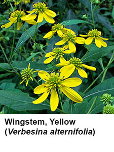 Yellow Wingstem (Verbesina alternifolia)
