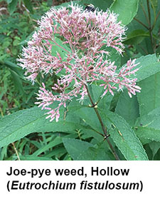 Hollow Joe-pye weed (Eutrochium fistulosum)
