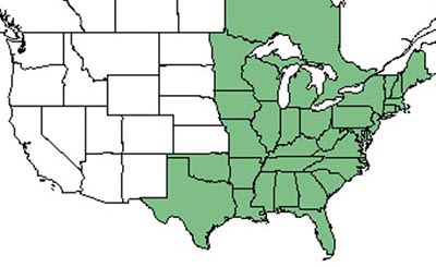 USDA Range Map_shrubby st johns wort | Busy Bee Nursery and Consulting