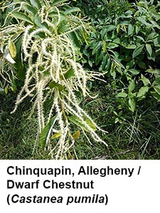 Allegheny Chinquapin / Dwarf Chestnut (Castanea pumila)