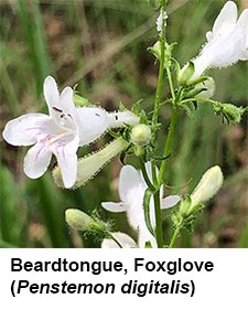Foxglove Beardtongue (Penstemon digitalis)