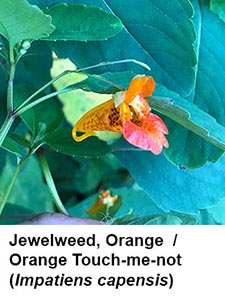Orange jewelweed / Orange touch-me-not (Impatiens capensis)