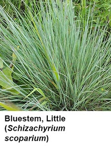 Little Bluestem (Schizachyrium scoparium)