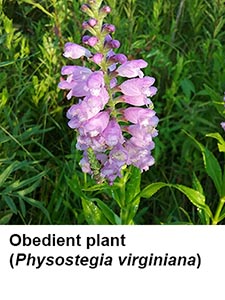 Obedient plant (Physostegia virginiana)