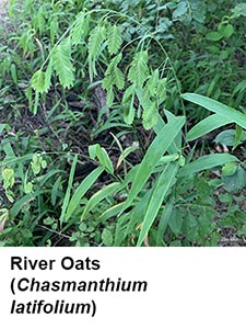 River Oats (Chasmanthium latifolium)